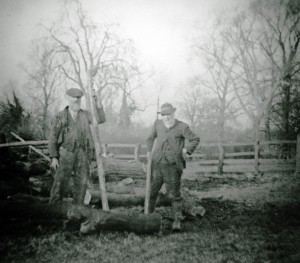 Two elderly men felling trees