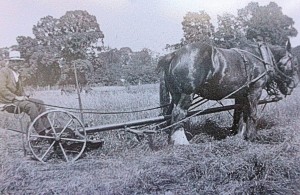 Horse & plough in Swanbourne, circa 1895