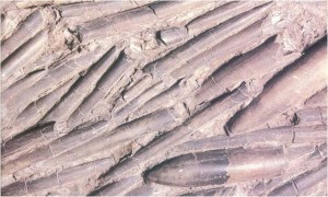 Belemnite fossils from the Oxford Clay.
