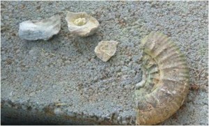 Fossil fragments dug up in Station Road