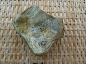 Fossil oyster shells are common in Swanbourne.