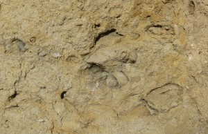 Portland Limestone in doorway of Deverill's Farm, Swanbourne, showing gastropods (Aptyxiella) and bivalves.