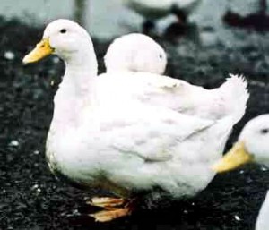Aylesbury ducks