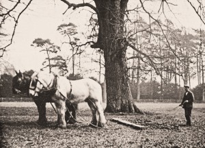 Horse power was still widespread at the start of World War 2